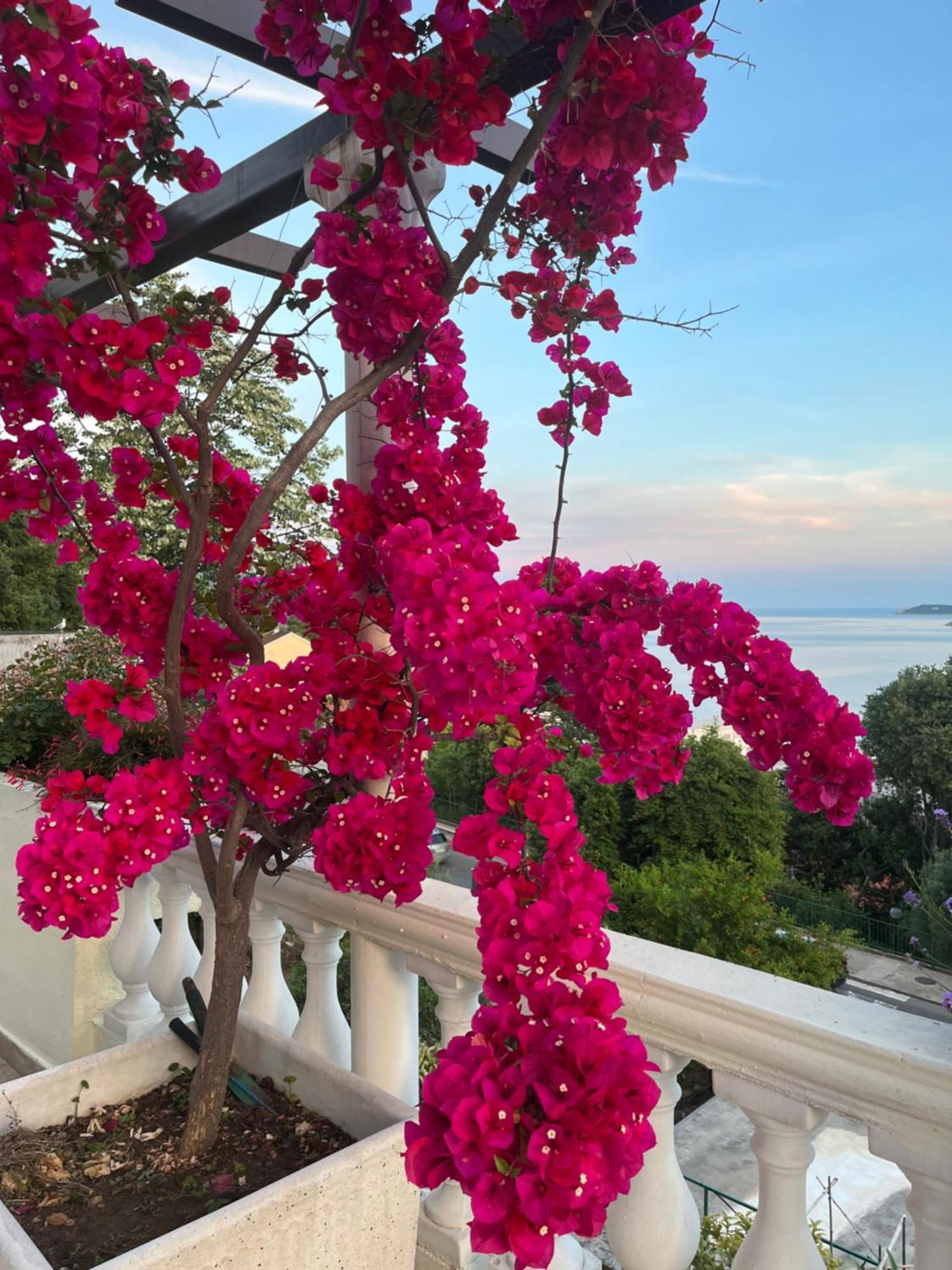 Apartments Herceg Novi Zewnętrze zdjęcie